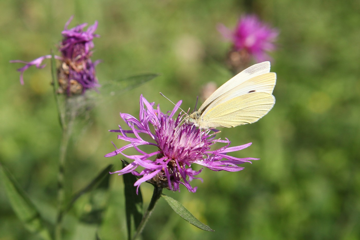 Изображение особи Centaurea jacea.