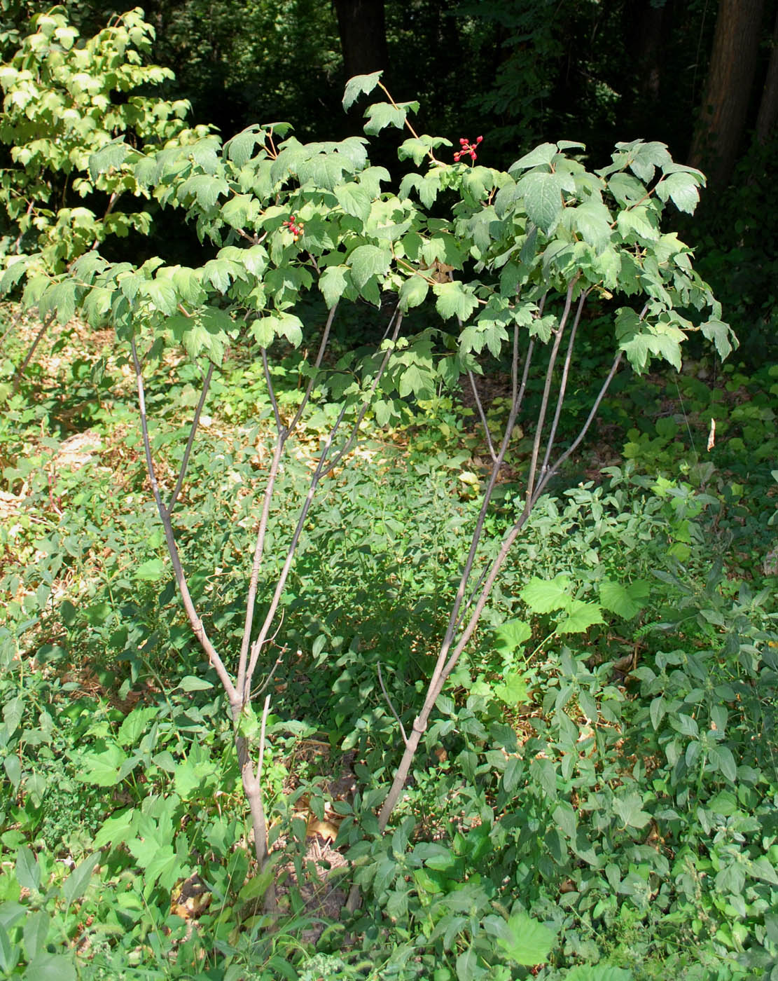 Image of Viburnum opulus specimen.