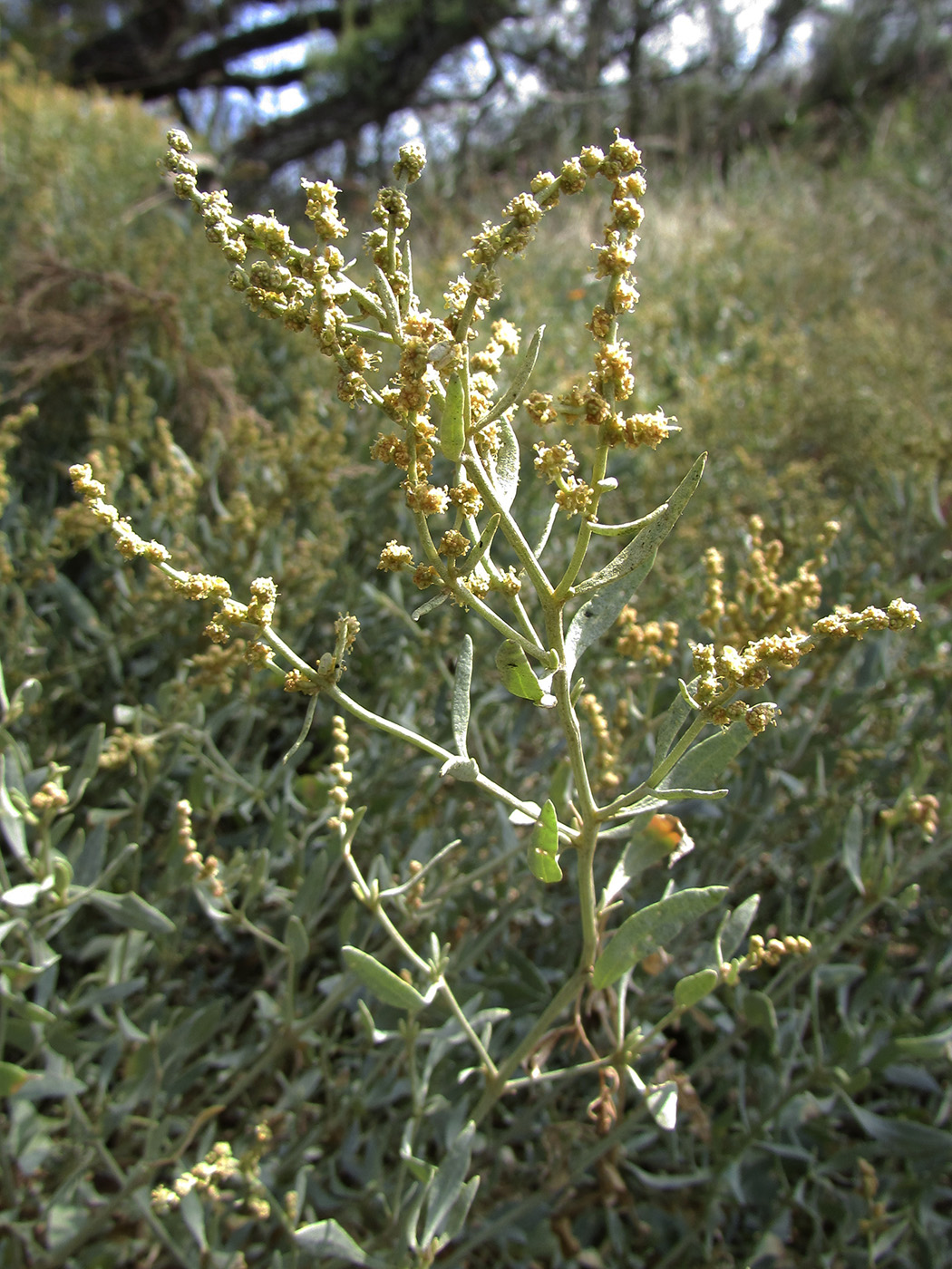 Image of Halimione portulacoides specimen.