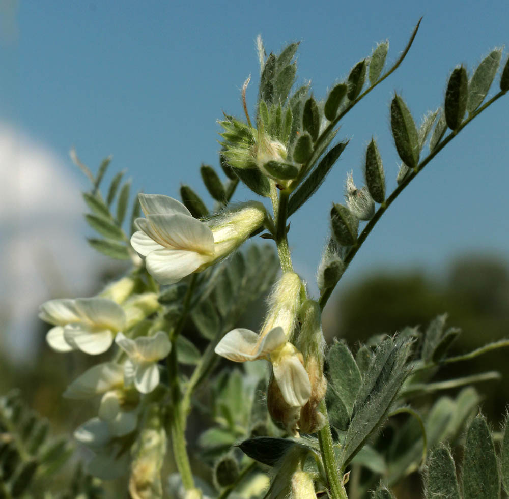 Image of Vicia pannonica specimen.