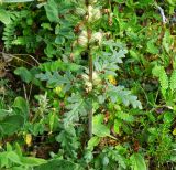 Pedicularis verticillata