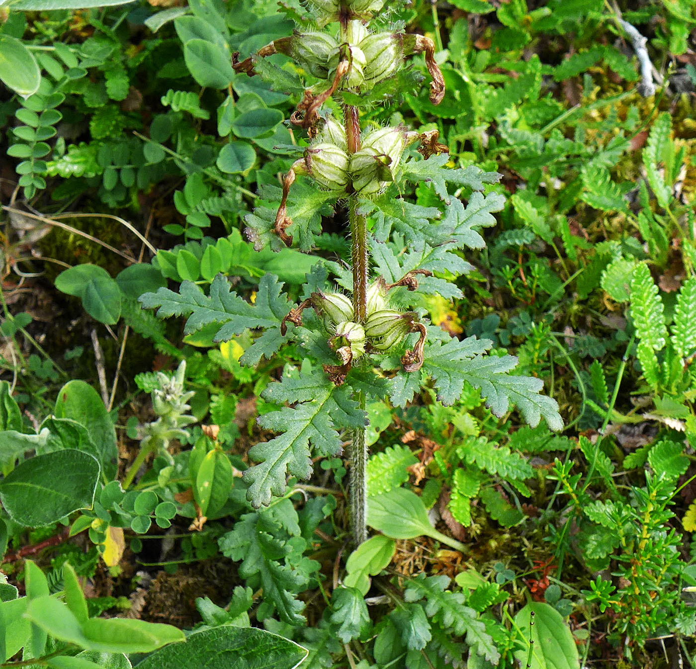 Изображение особи Pedicularis verticillata.