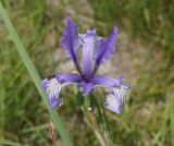 Iris pallasii