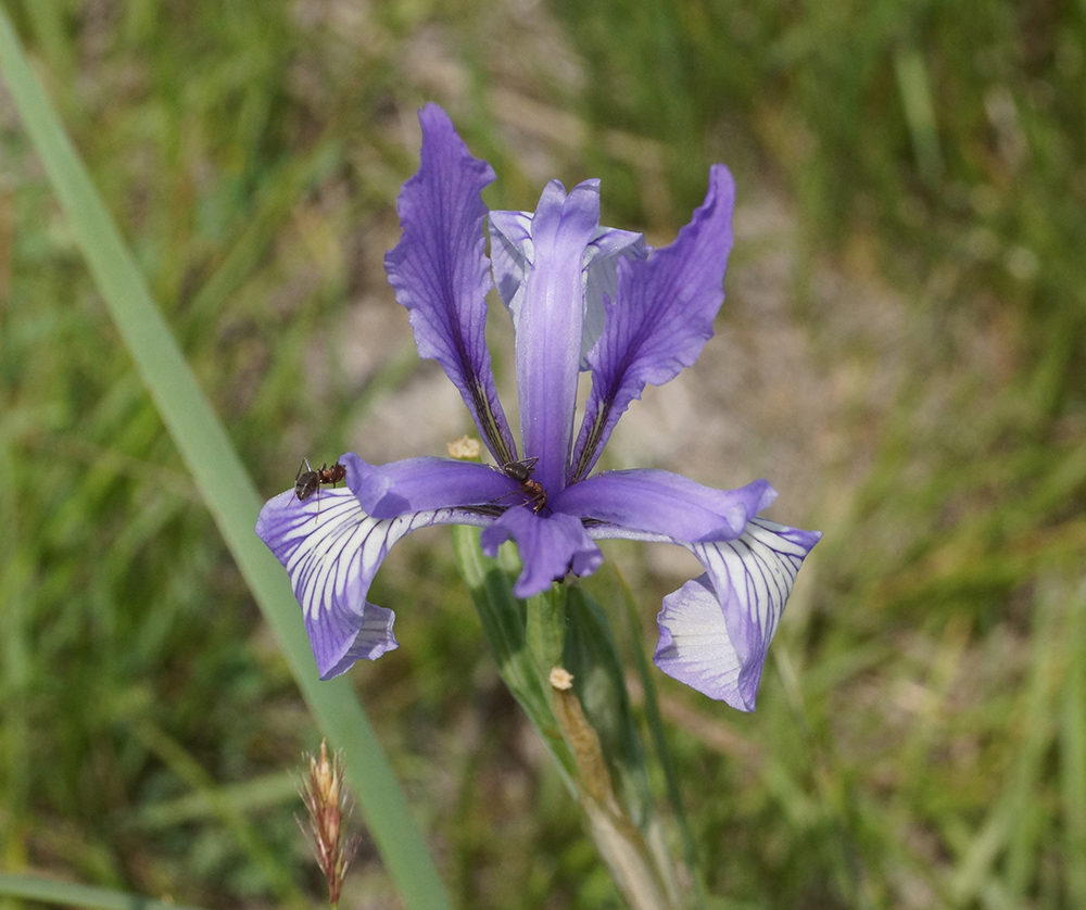 Изображение особи Iris pallasii.