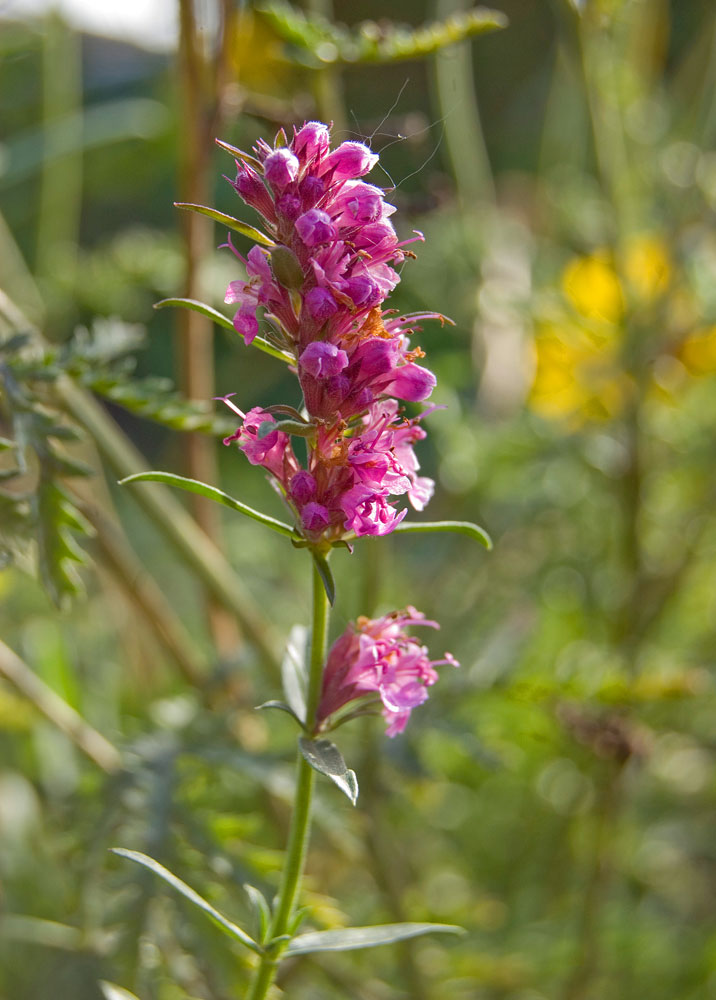 Image of Hyssopus officinalis specimen.