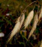 Bromus wolgensis