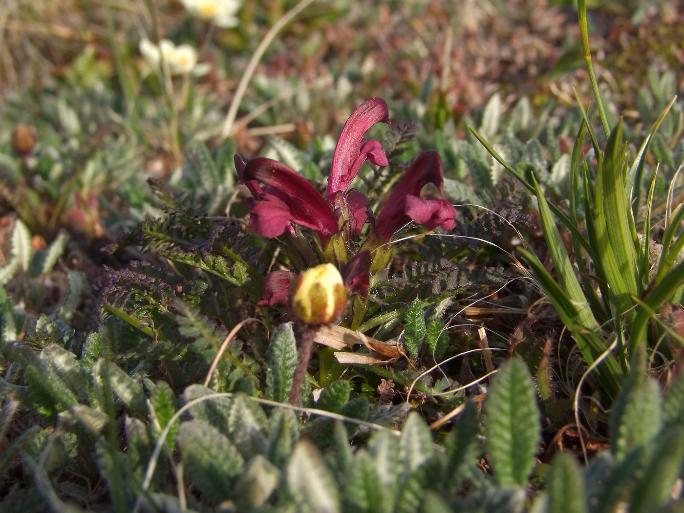 Image of Pedicularis ochotensis specimen.