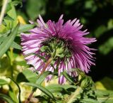 Symphyotrichum novae-angliae