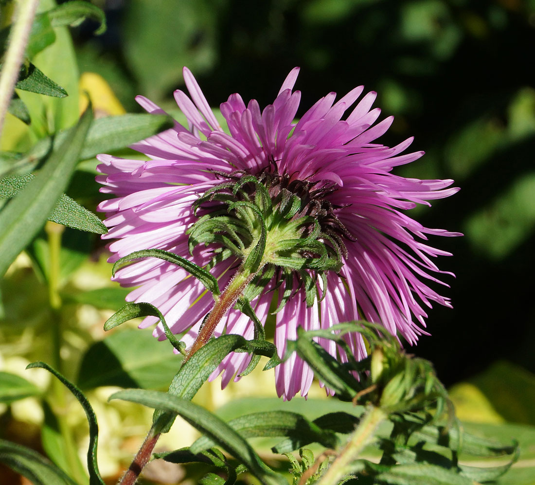 Изображение особи Symphyotrichum novae-angliae.