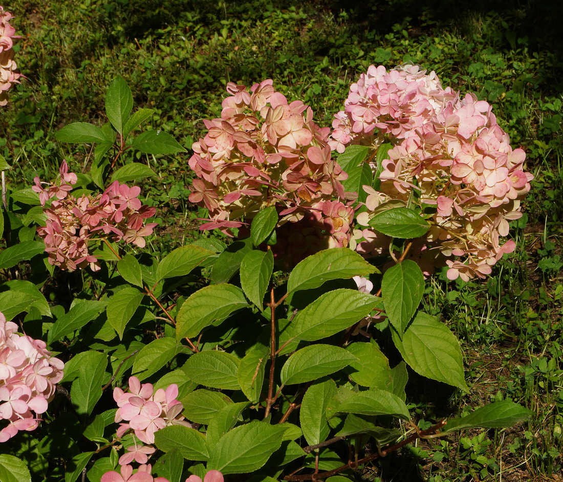 Image of Hydrangea paniculata specimen.