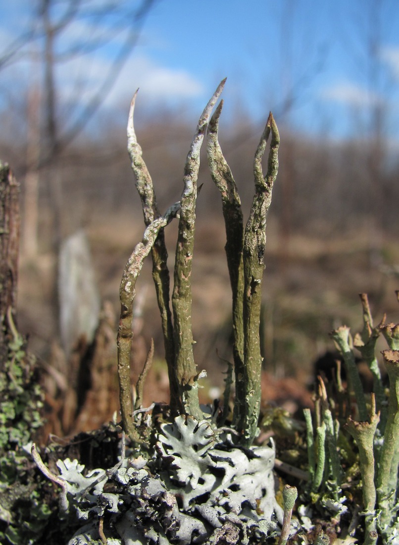 Image of Cladonia cornuta specimen.