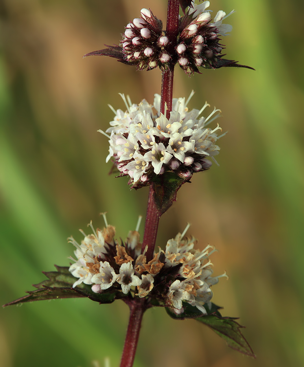 Image of Mentha canadensis specimen.