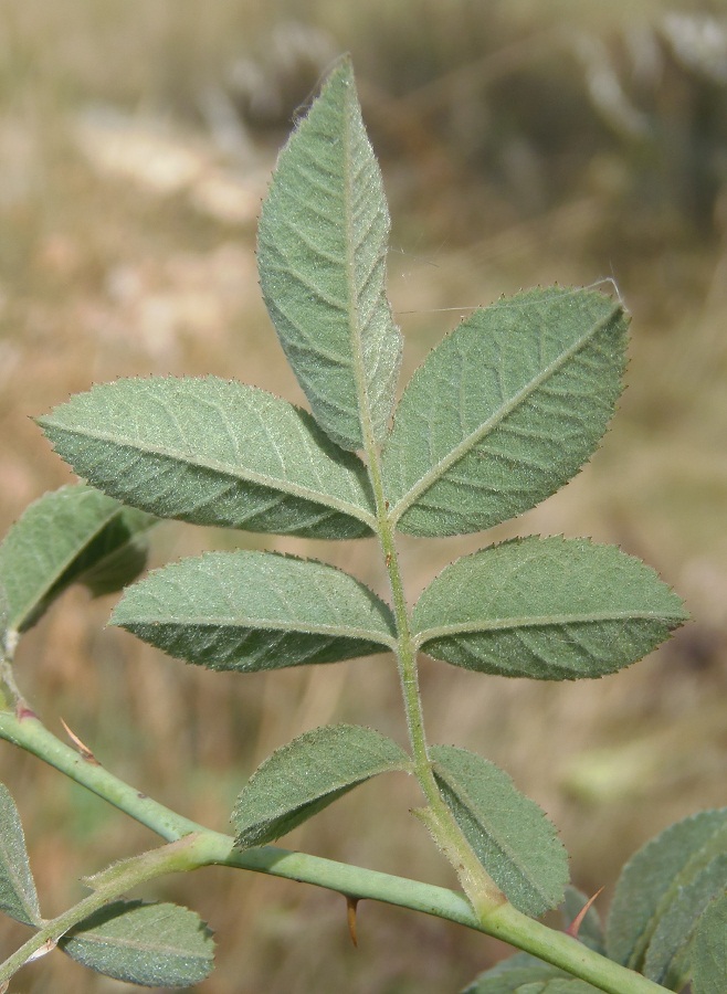 Image of Rosa villosa specimen.