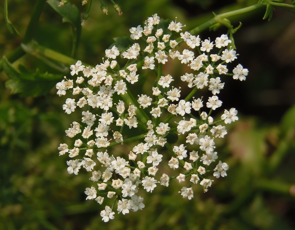 Image of Berula erecta specimen.