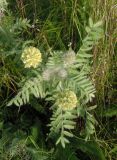 Oxytropis pilosa. Цветущее растение (вид сверху). Украина, г. Запорожье, балка Партизанская, степь. 25.05.2016.