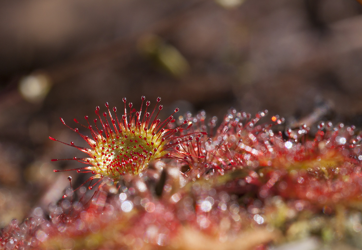 Image of Drosera rotundifolia specimen.