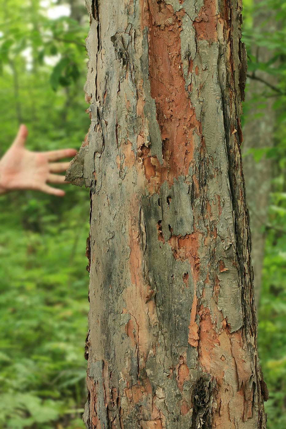 Image of Crataegus chlorosarca specimen.