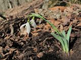 Galanthus alpinus