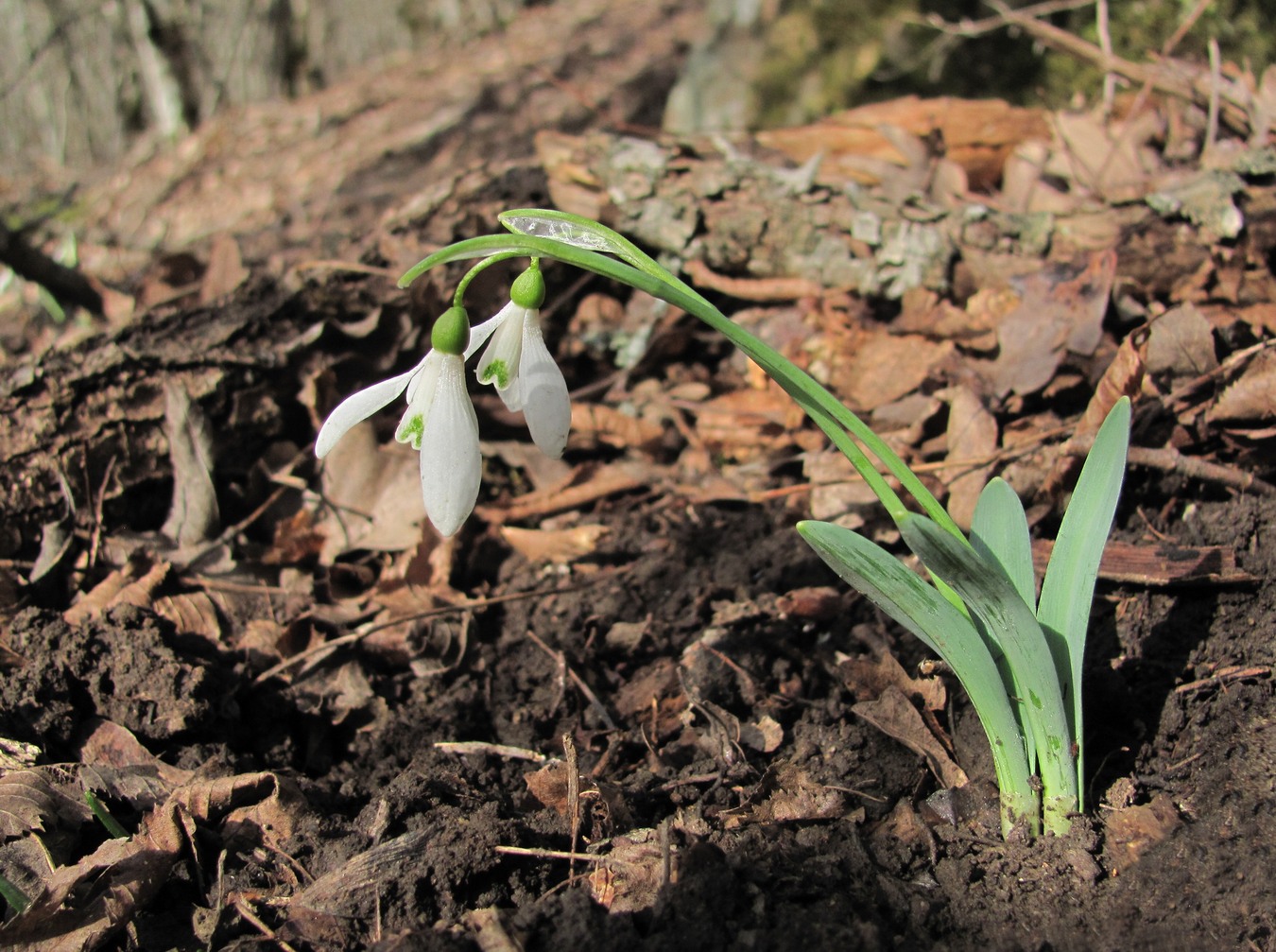 Изображение особи Galanthus alpinus.