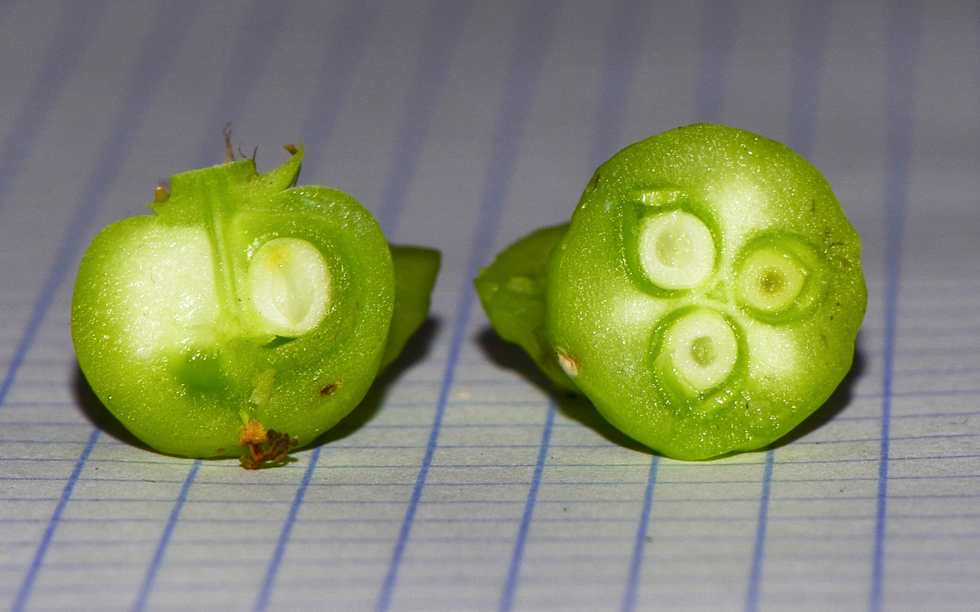 Image of Euphorbia ingens specimen.