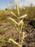 Silene viscosa