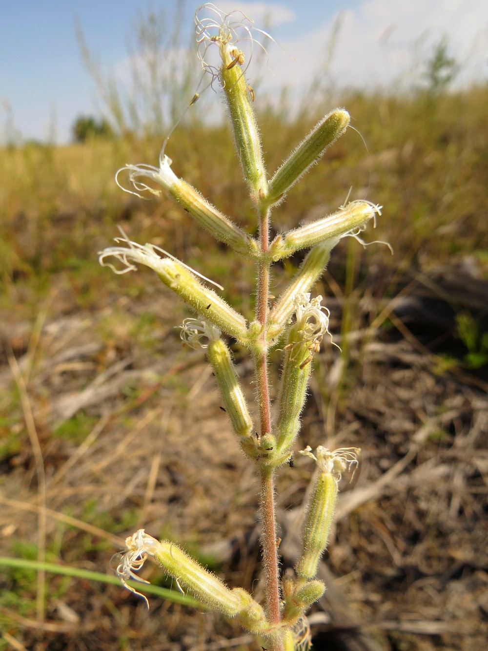 Image of Silene viscosa specimen.