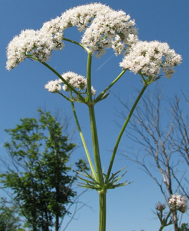 Image of Valeriana officinalis specimen.