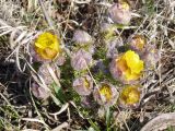 Adonis vernalis