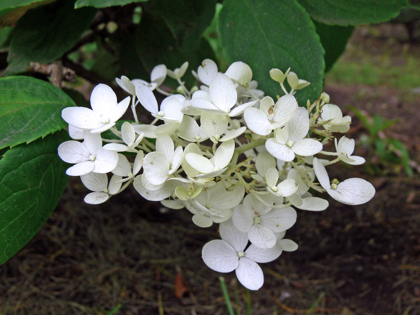 Изображение особи Hydrangea paniculata.