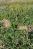 Lepidium perfoliatum. Цветущее растение. Восточный Крым, бух. Тихая, степь. 28.04.2017.