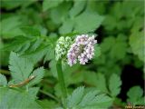 Chaerophyllum hirsutum