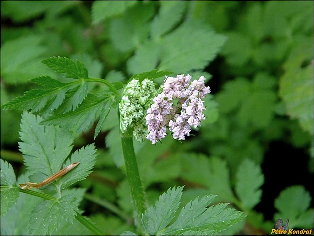 Изображение особи Chaerophyllum hirsutum.