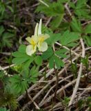 Corydalis bracteata. Цветущее растение. Восточный Казахстан, Глубоковский р-н, окр. с. Тарханка, восточный склон сопки. 25.04.2017.