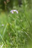 Cardamine pratensis