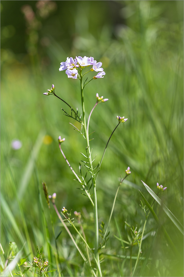 Изображение особи Cardamine pratensis.