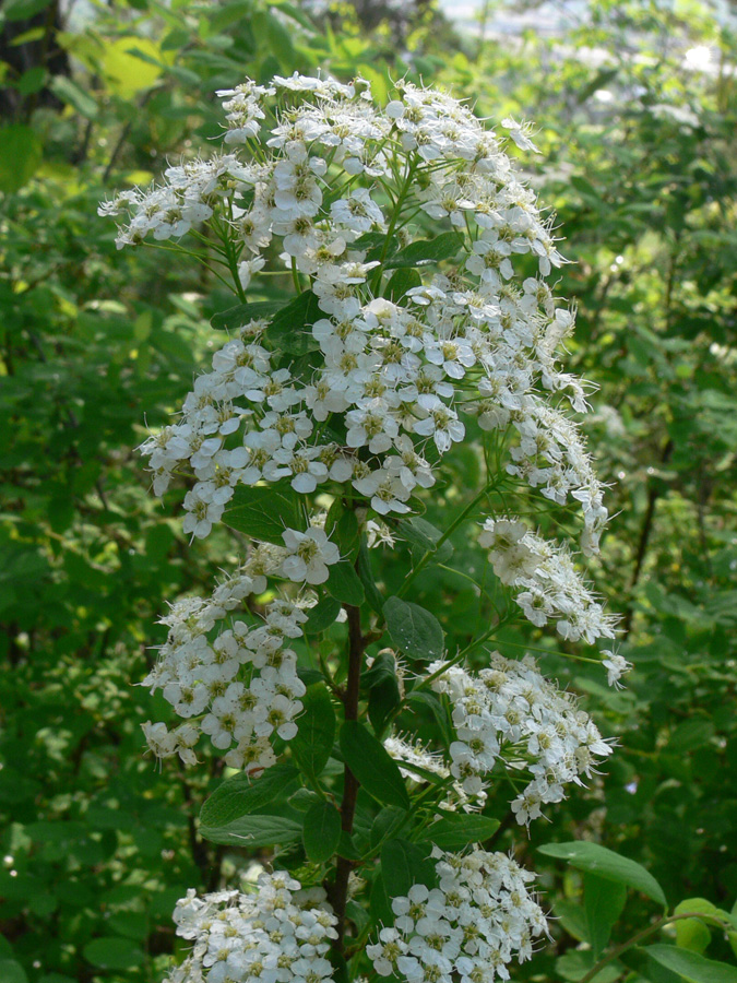 Изображение особи Spiraea media.