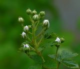 Rubus allegheniensis