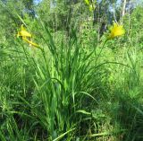 Hemerocallis lilio-asphodelus