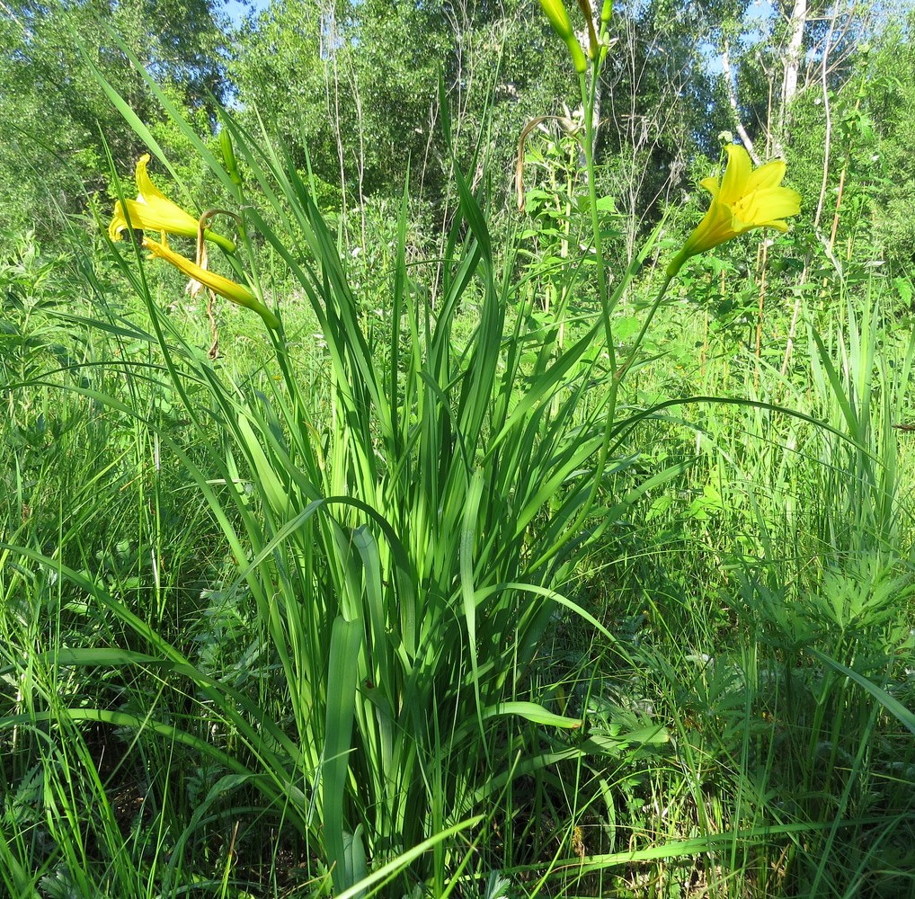 Image of Hemerocallis lilio-asphodelus specimen.