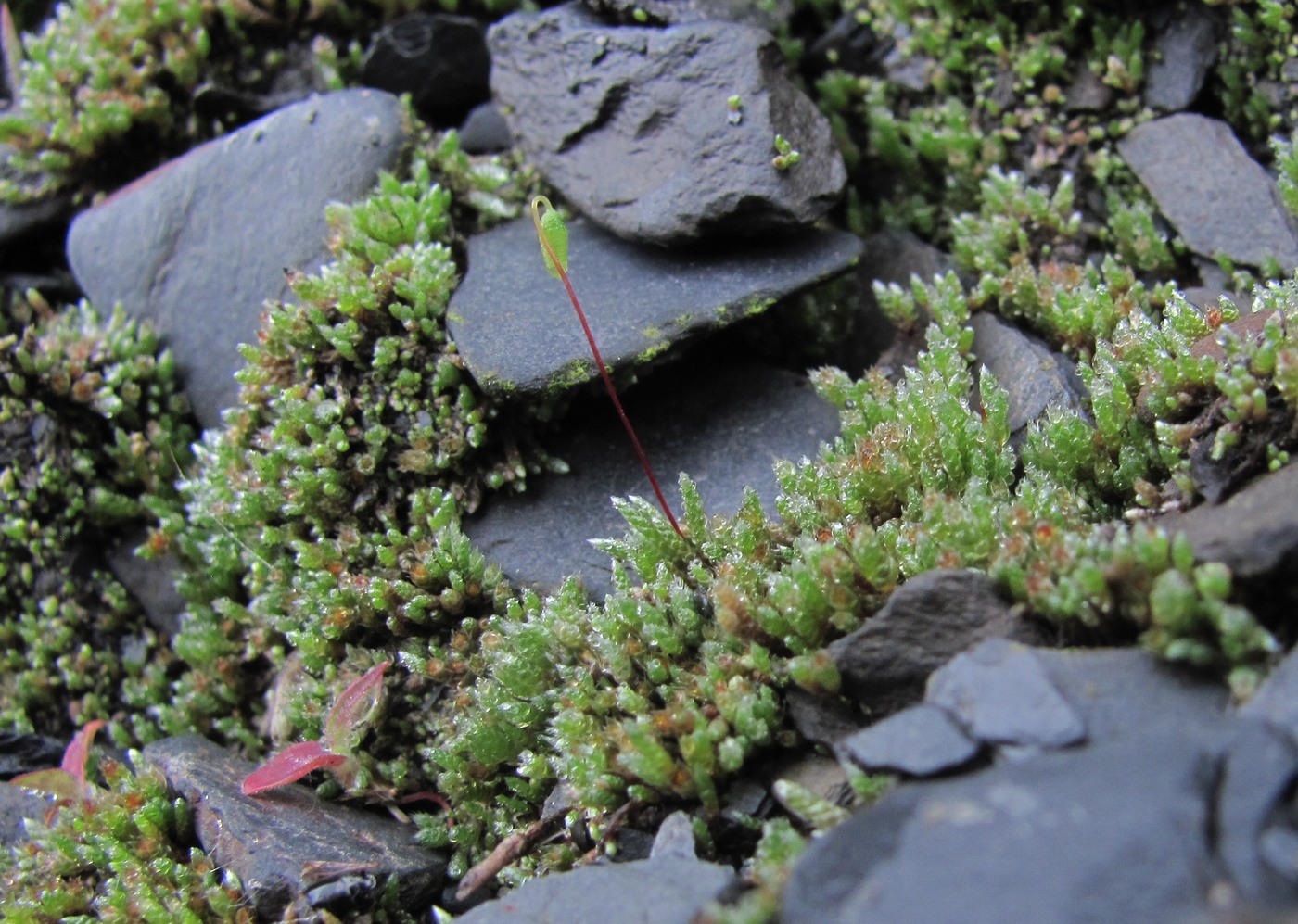 Изображение особи Bryum argenteum.