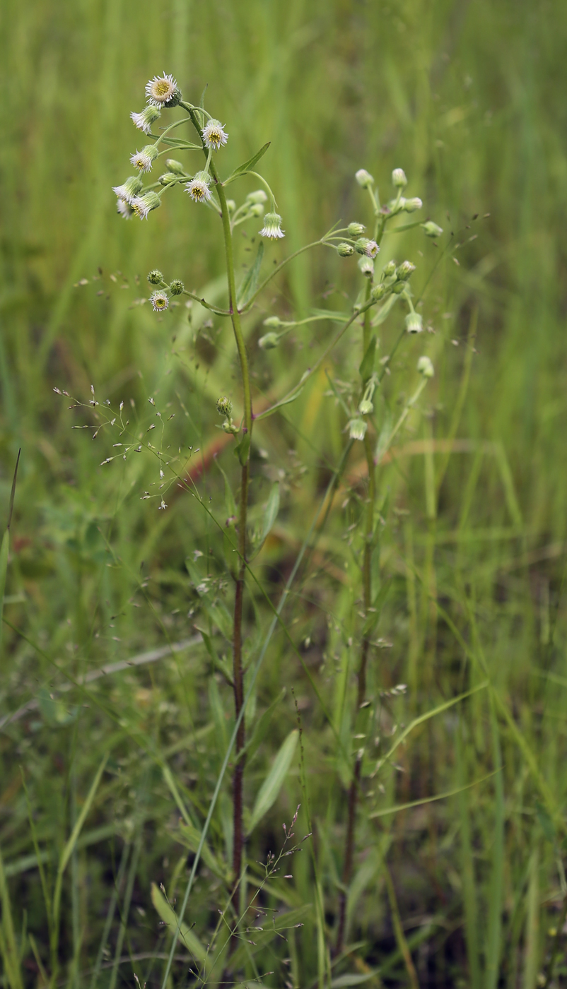 Image of Erigeron politus specimen.