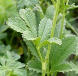 Potentilla umbrosa