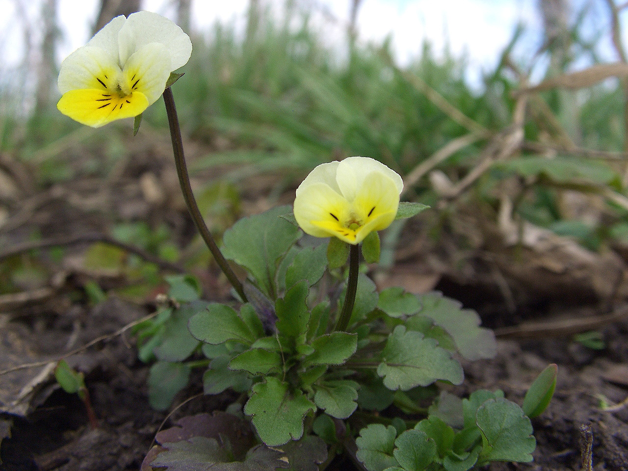 Image of Viola &times; contempta specimen.