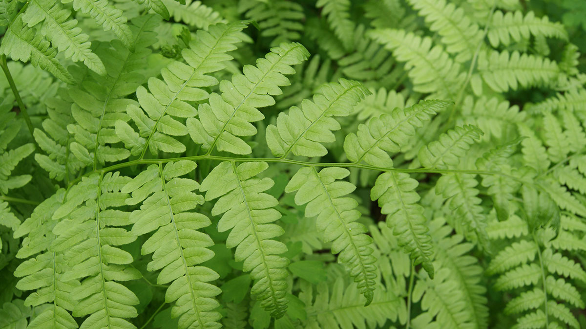 Image of Pteridium japonicum specimen.
