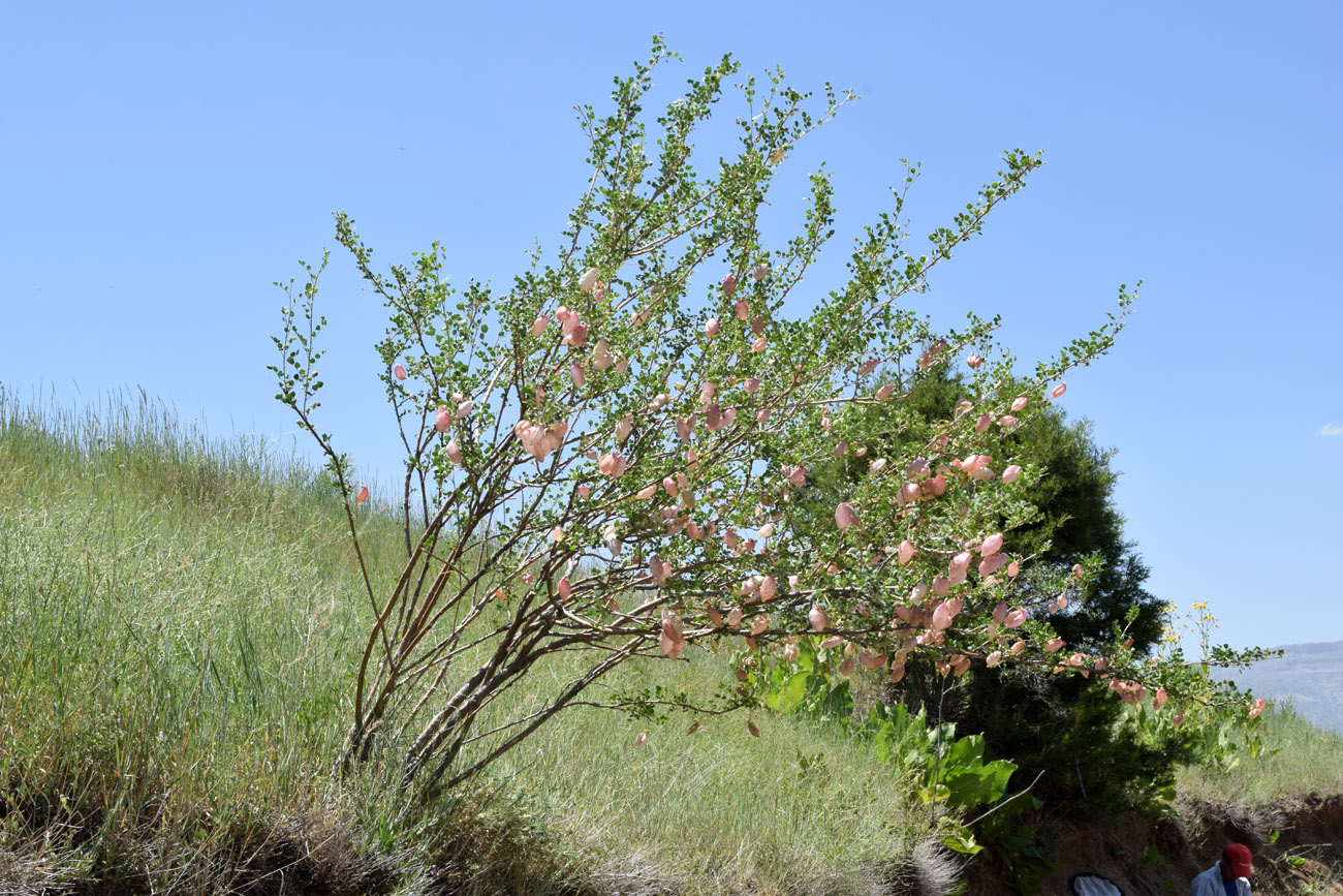 Image of Colutea paulsenii specimen.