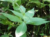 Knautia dipsacifolia