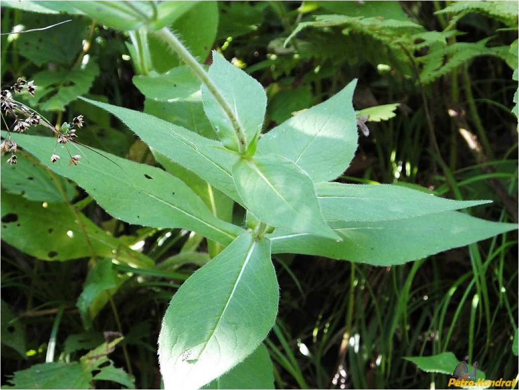 Image of Knautia dipsacifolia specimen.