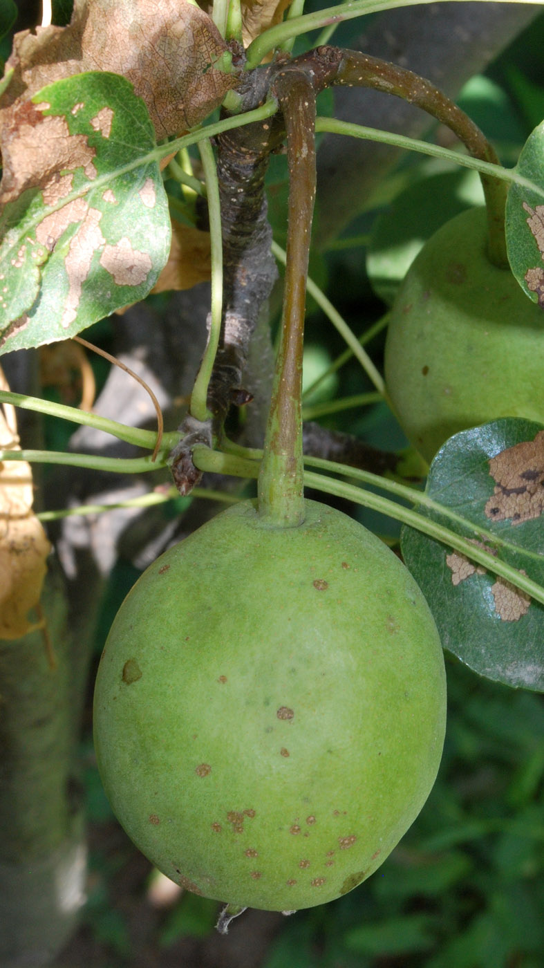 Image of Pyrus communis specimen.