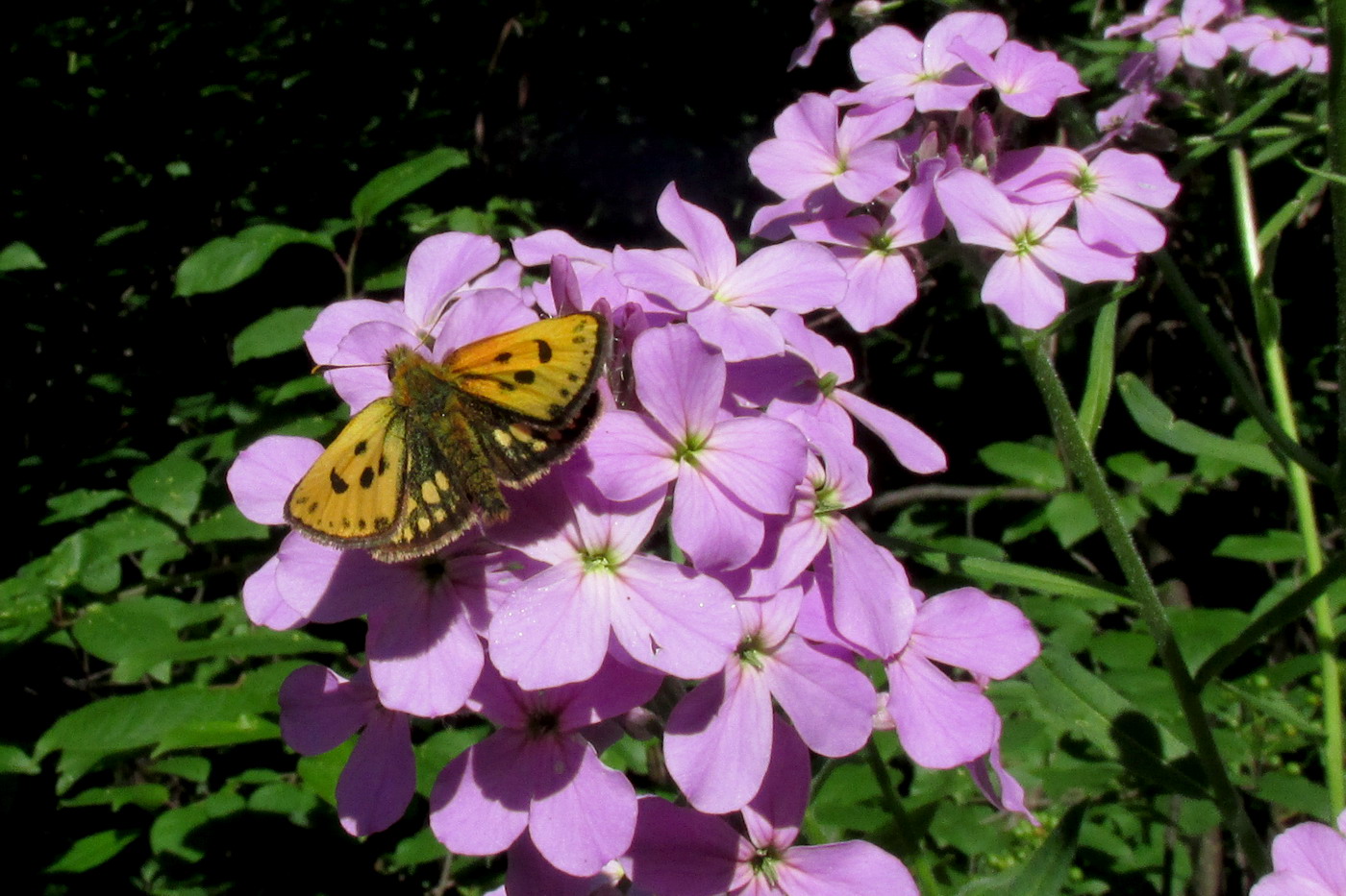 Изображение особи Hesperis sibirica.