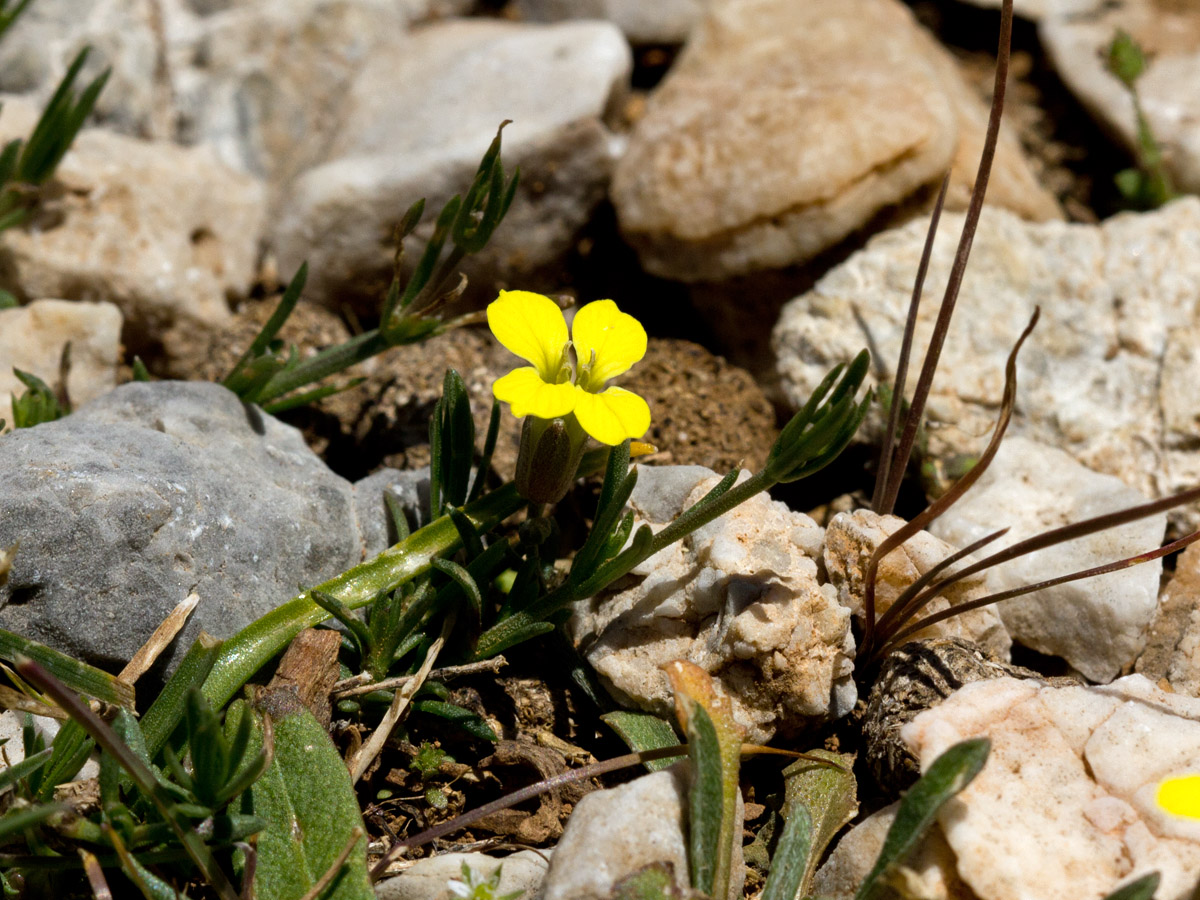 Изображение особи Erysimum mutabile.